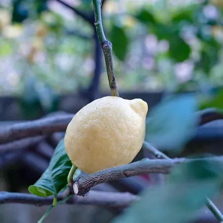 Rita Appartamento Levanto